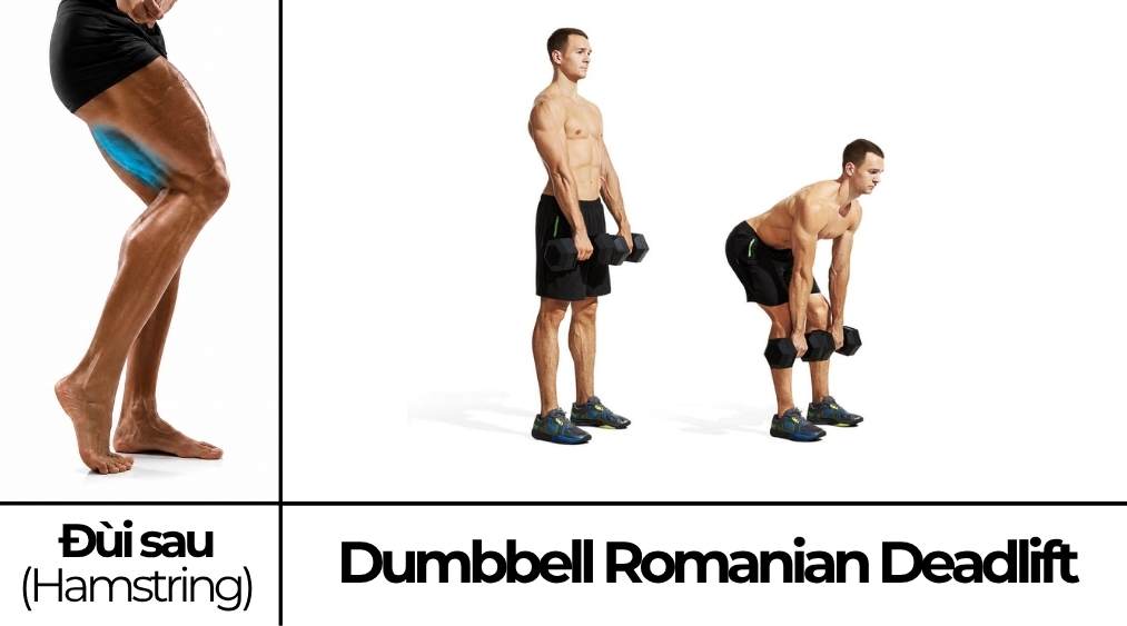 Dumbbell Romanian Deadlift