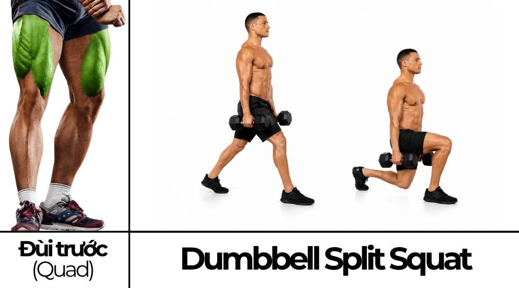 Dumbbell Split Squat