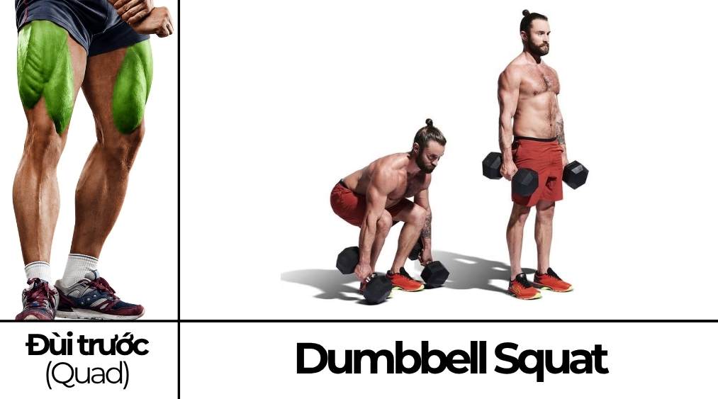 Dumbbell Squat