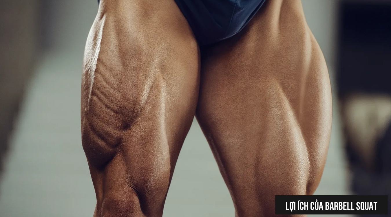 Lợi ích của Barbell Squat