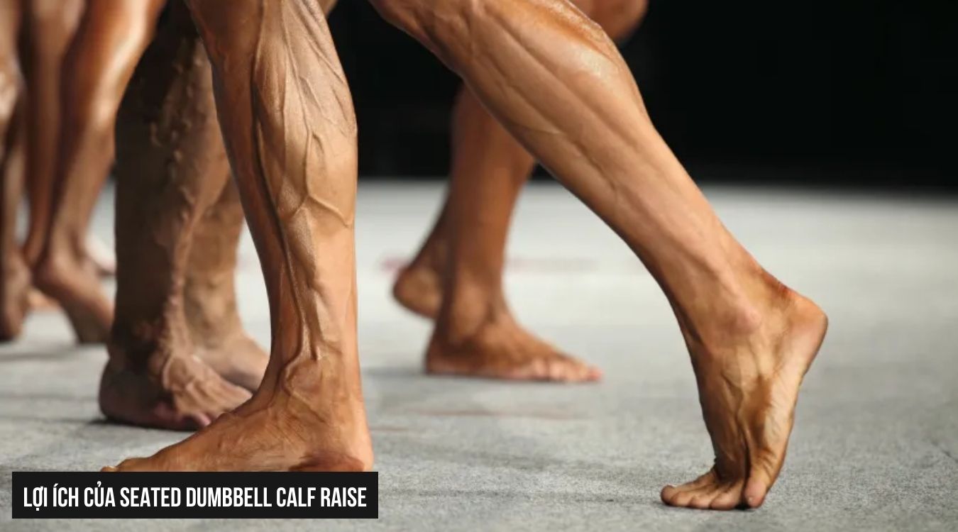 Bài tập bắp chân Seated Dumbbell Calf Raise