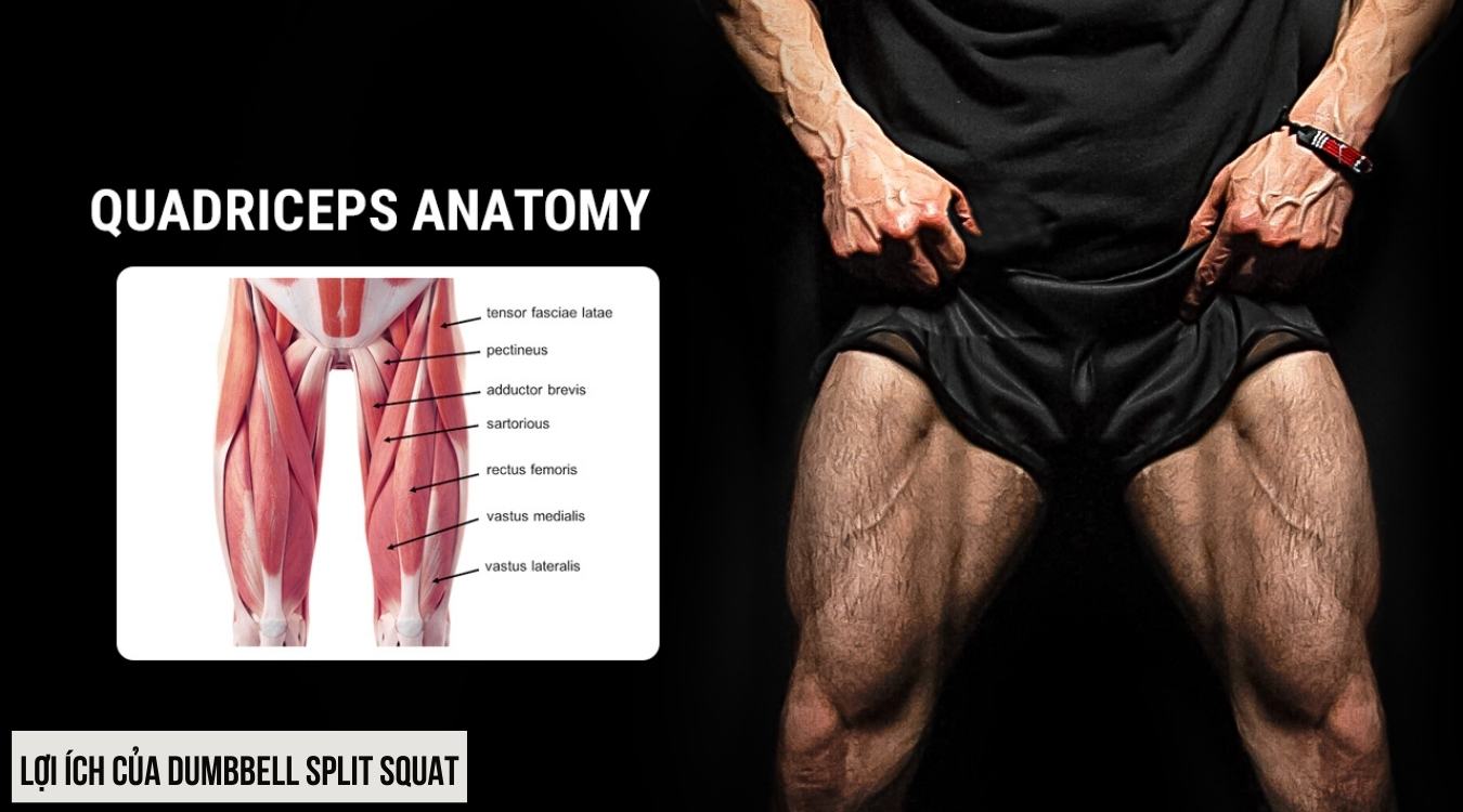 Lợi ích của Dumbbell Split Squat