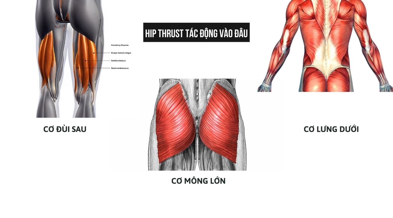 Hip Thrust tác động vào đâu
