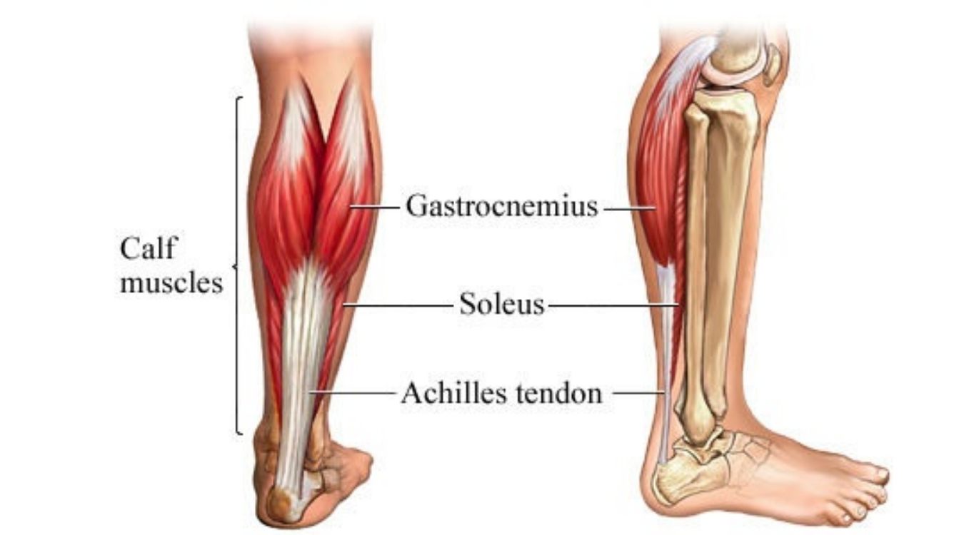 Các nhóm cơ được tác động bởi Seated Calf Raise