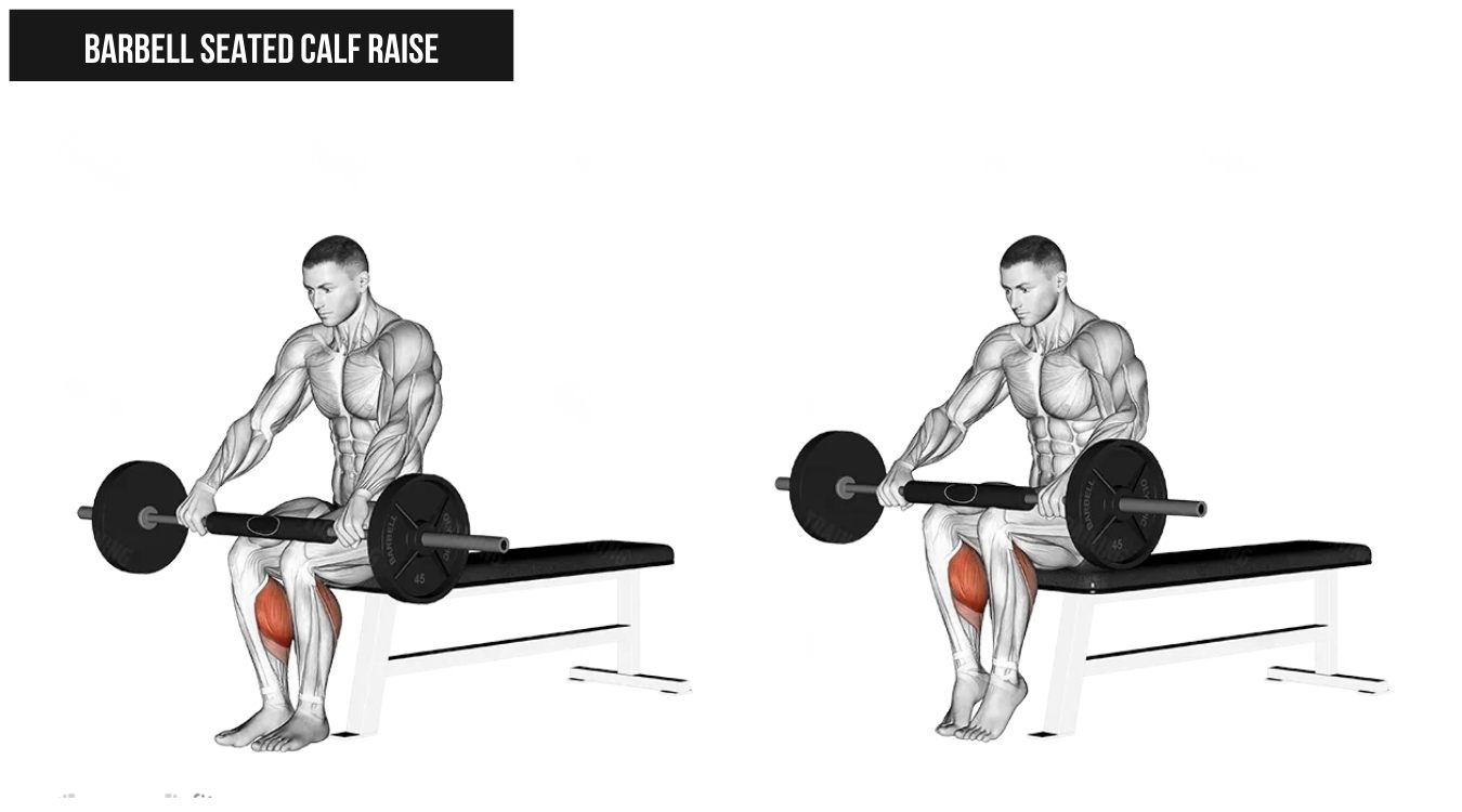 Barbell Seated Calf Raise