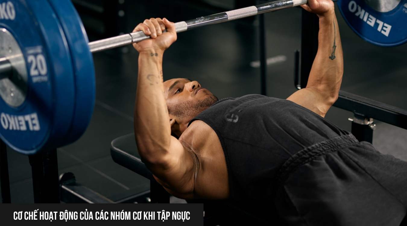 Cơ chế hoạt động của các nhóm cơ khi tập ngực