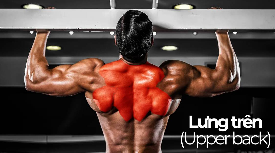 Lưng trên