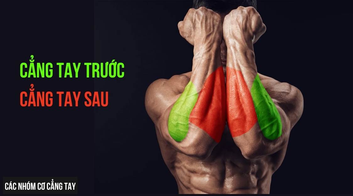 bài tập cẳng tay cho nam