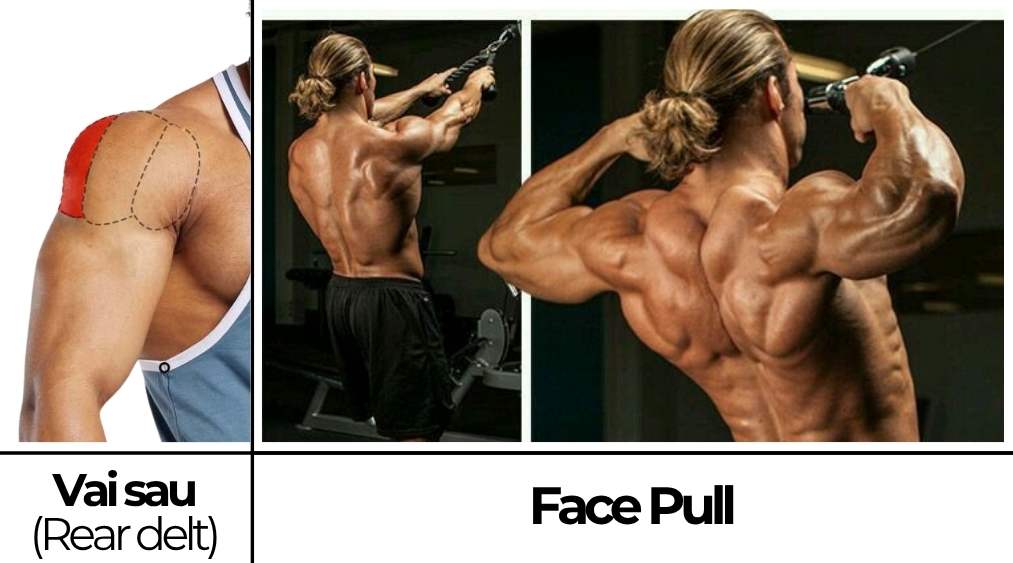 Face Pull