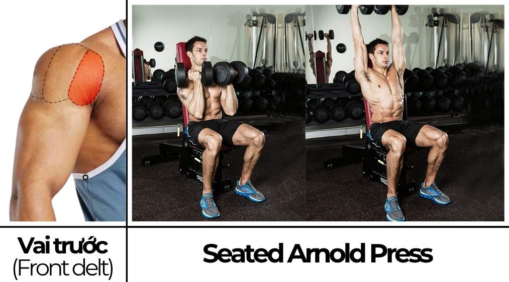Seated Arnold Press