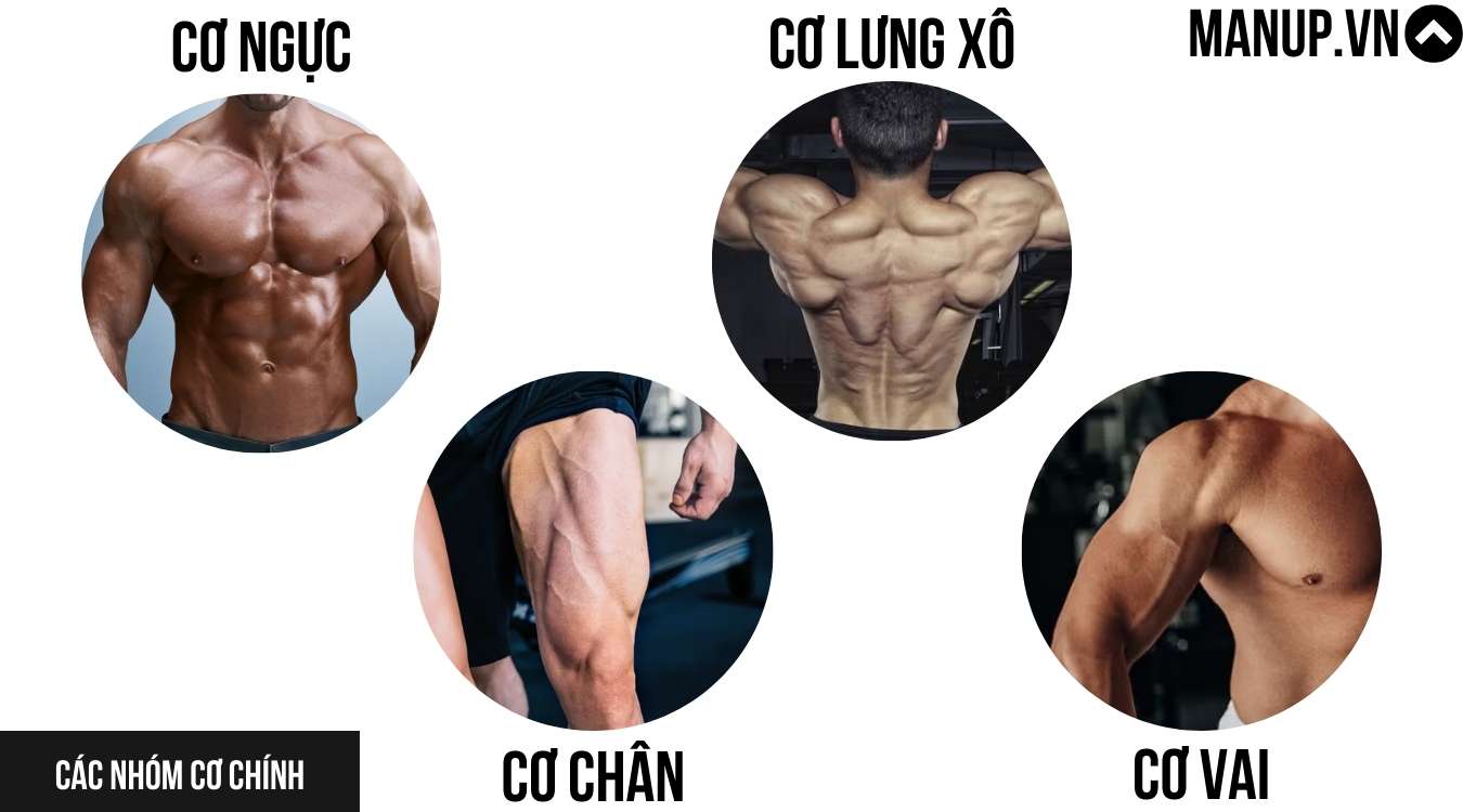 Phân loại các nhóm cơ chính