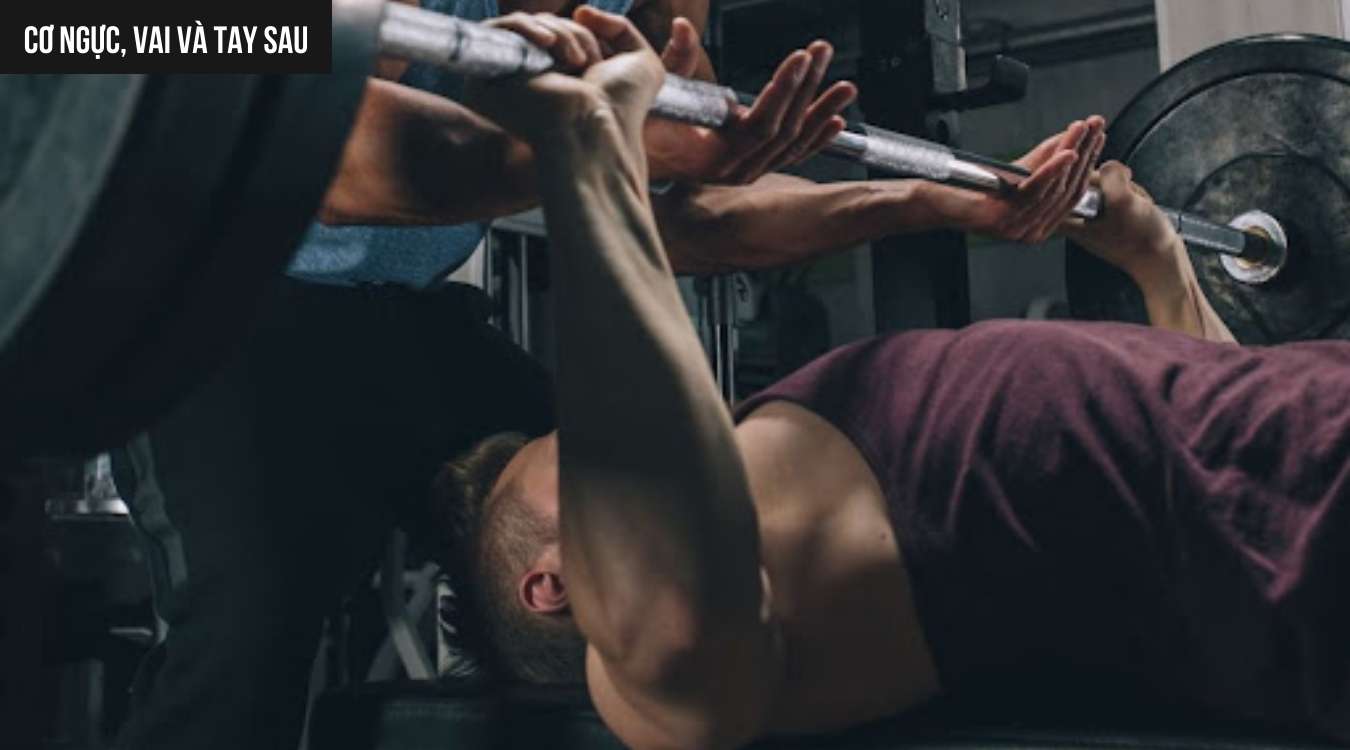 Cơ ngực, vai và tay sau