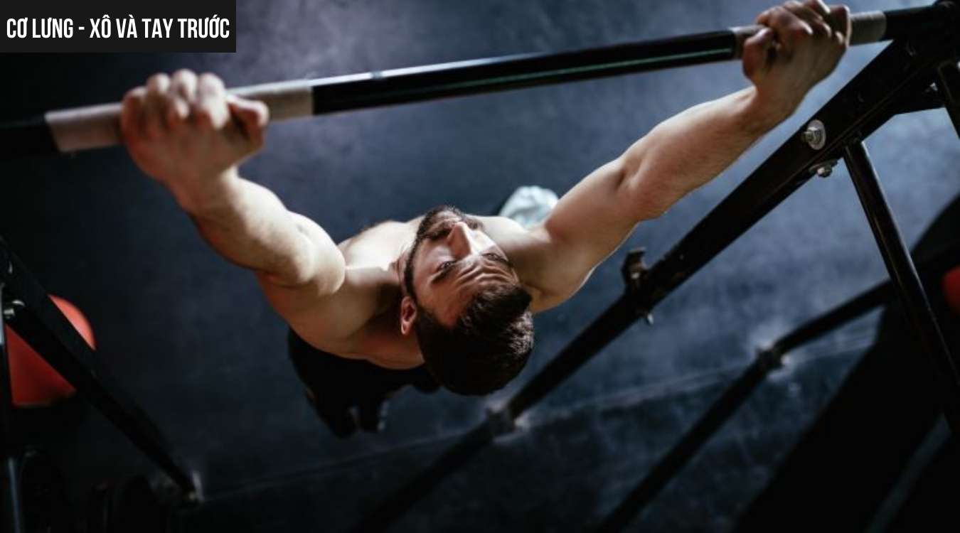 Cơ lưng - xô và tay trước