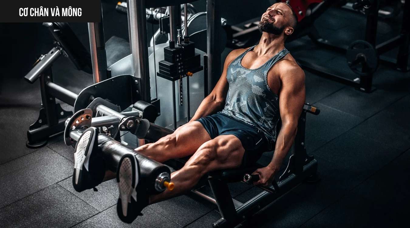 Cơ chân và mông