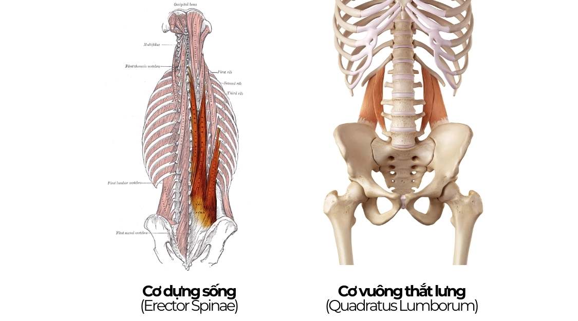 cấu tạo cơ lưng dưới