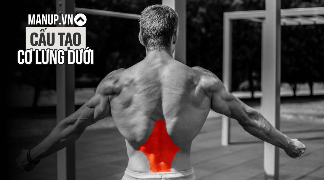 cấu tạo cơ lưng dưới