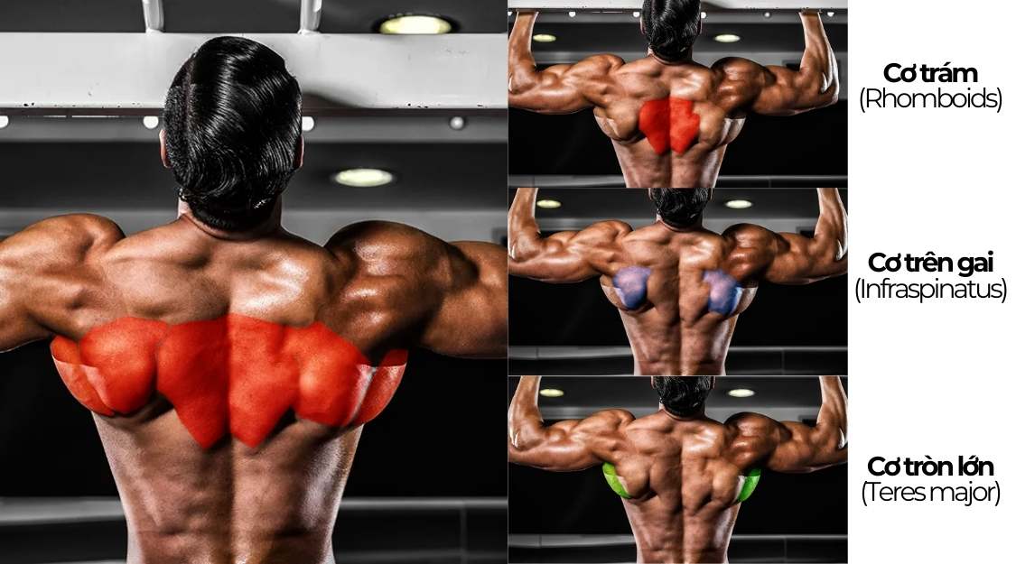 cấu tạo cơ lưng giữa