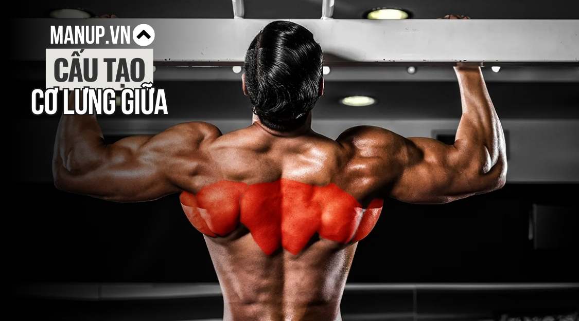 cấu tạo cơ lưng giữa