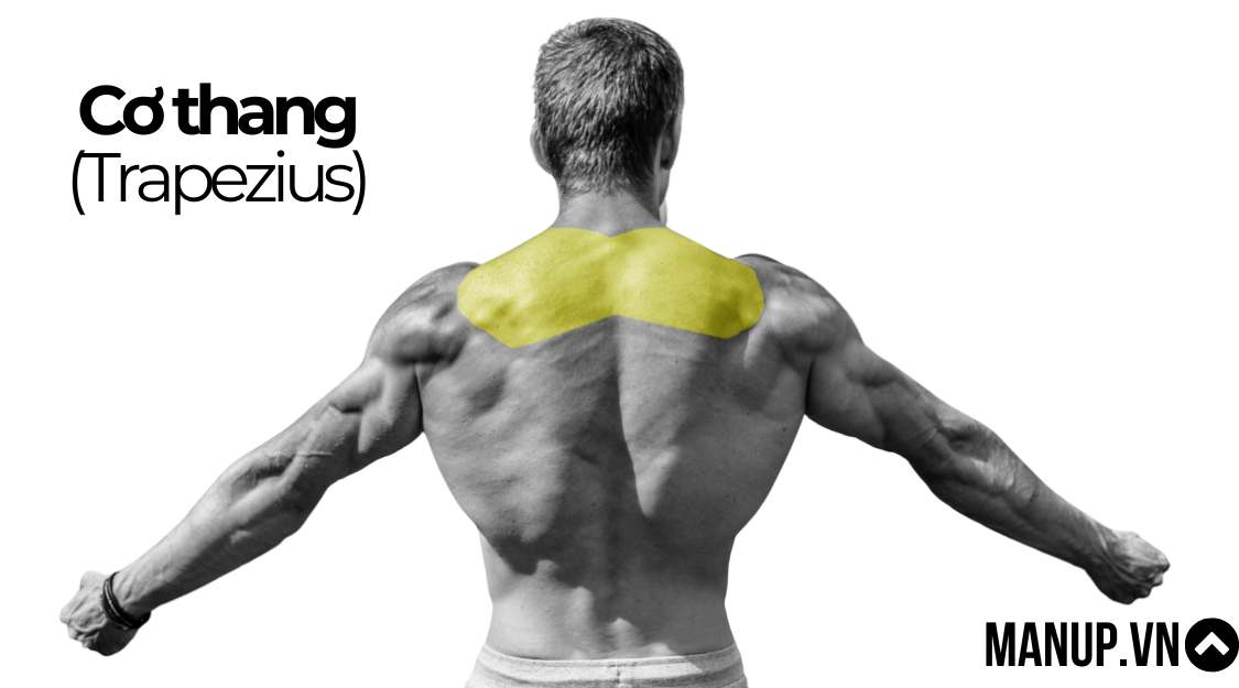 Cơ thang (Trapezius)