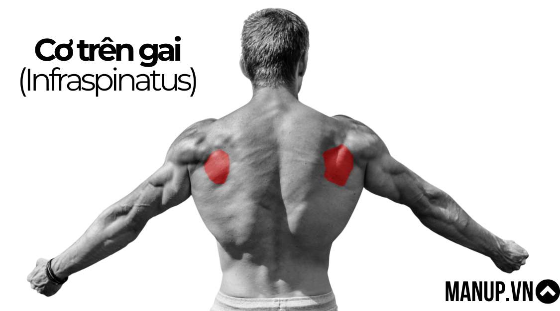 Cơ trên gai (Infraspinatus)