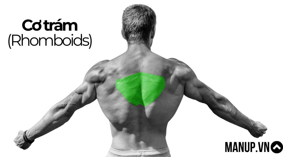 Cơ trám (Rhomboids)
