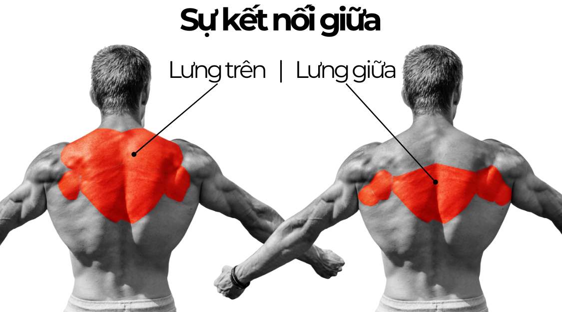 Sự kết nối giữa cơ lưng trên và cơ lưng giữa