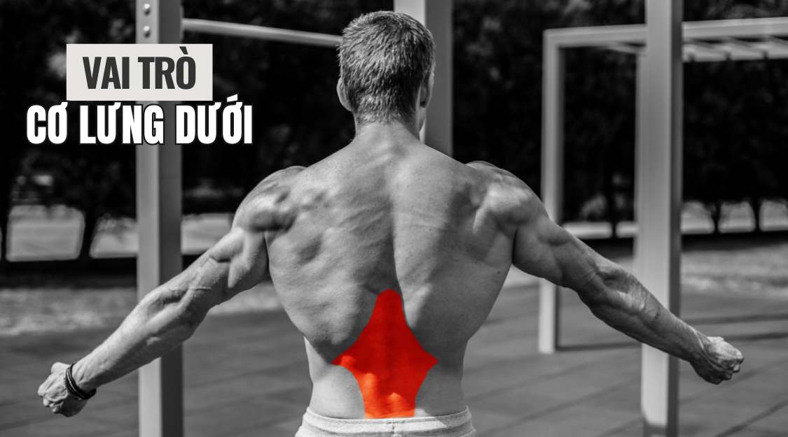 Vai trò của cơ lưng dưới