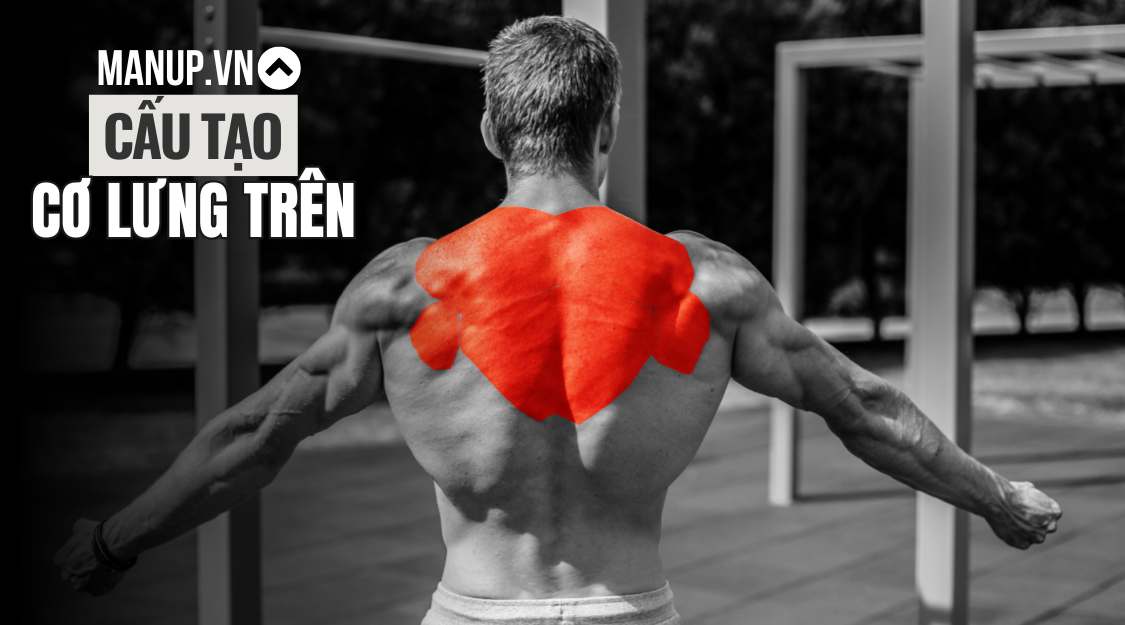 cấu tạo cơ lưng trên
