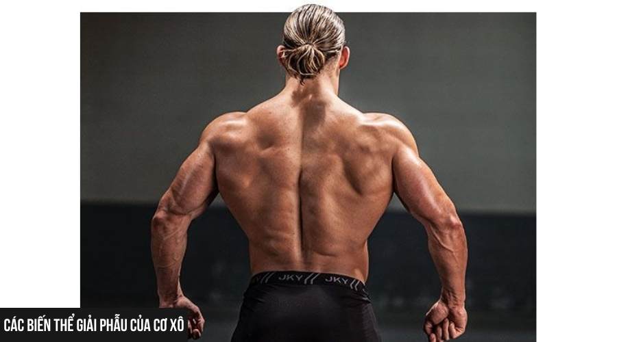 Các biến thể giải phẫu của cơ xô