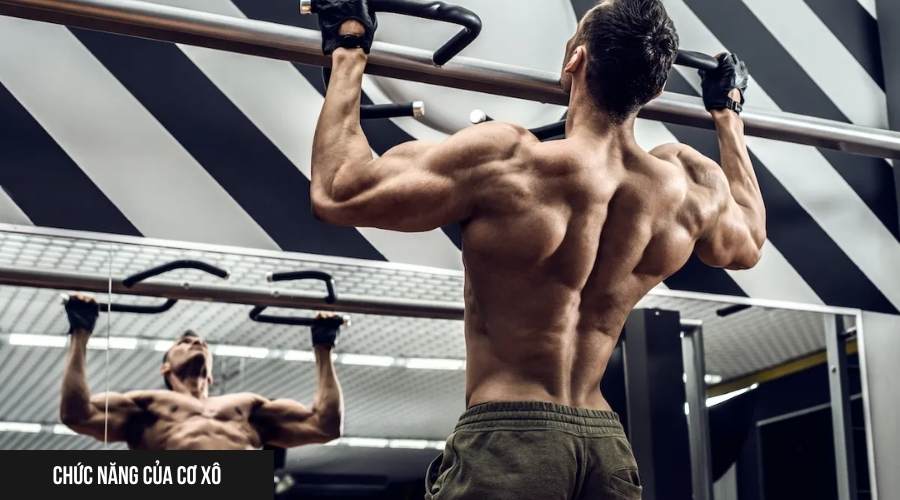 Chức năng của cơ xô