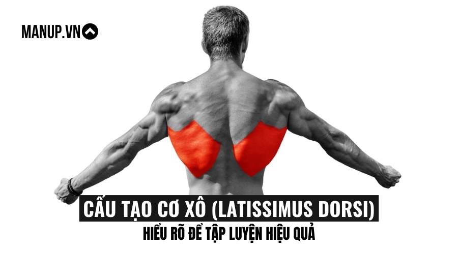 Cấu tạo của cơ xô