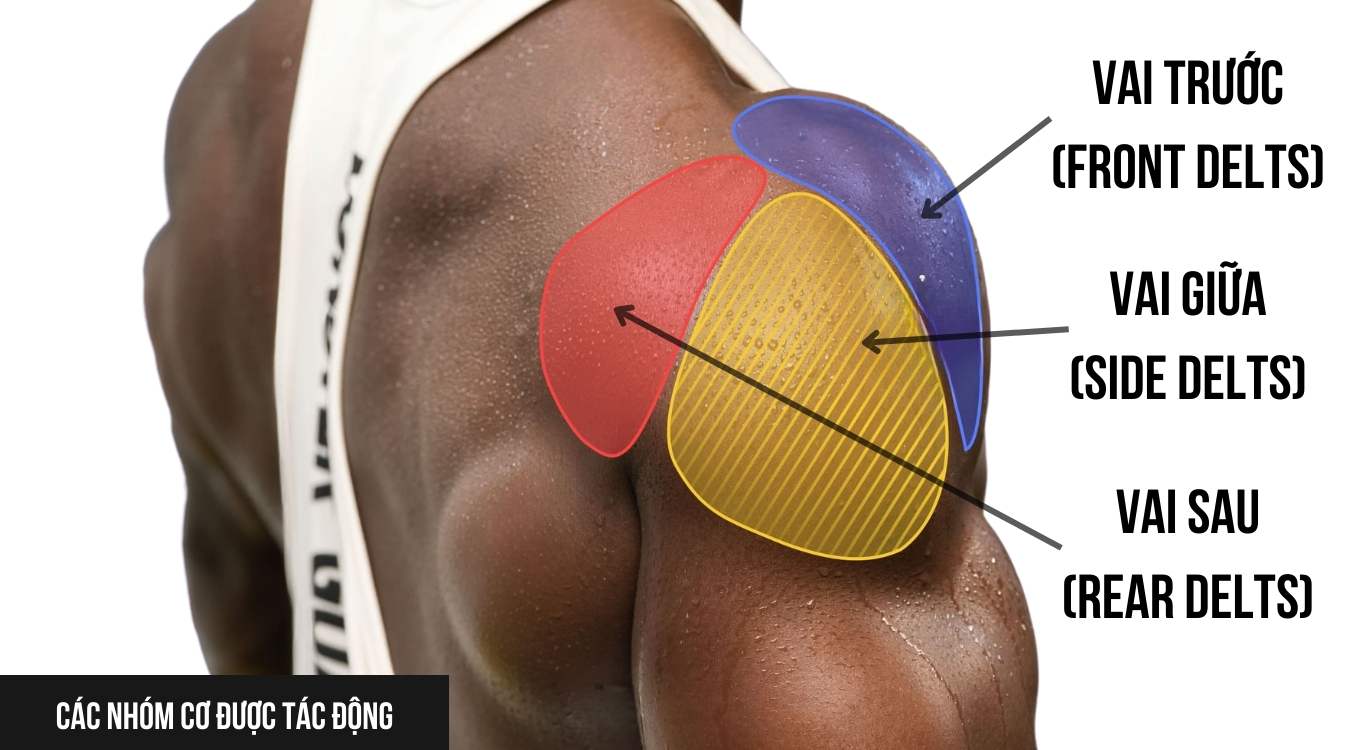 Seated Arnold Press tác động đến nhóm cơ nào