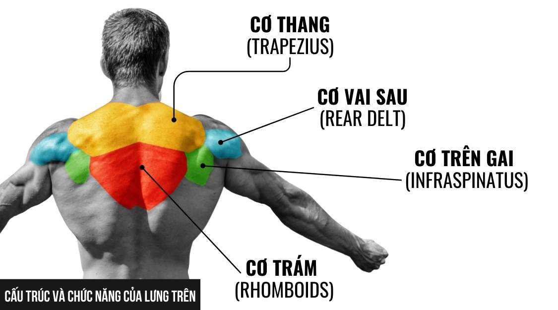 Cấu Trúc và Chức Năng Của Lưng Trên