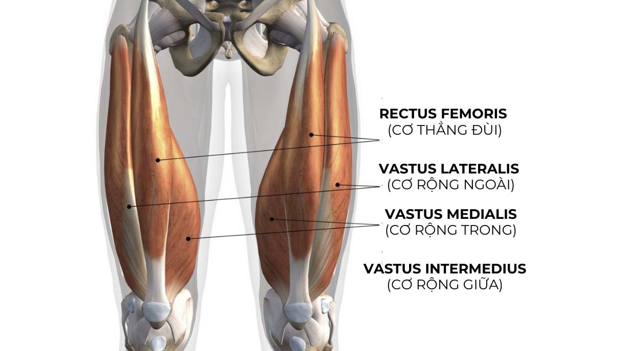 Bài Tập Cơ Đùi Trước