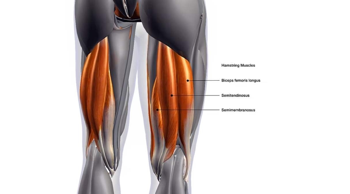 Cấu Trúc và Chức Năng Của Cơ Đùi Sau