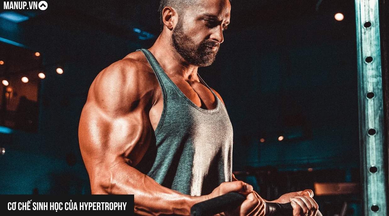 Cơ chế sinh học của Hypertrophy