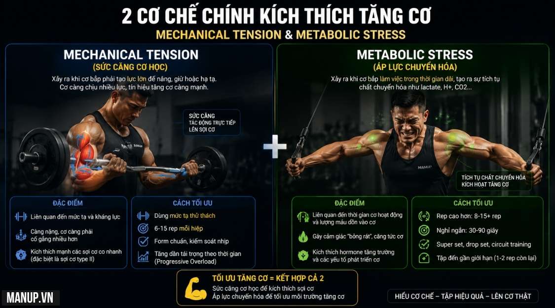 Mechanical Tension (Sức căng cơ học)