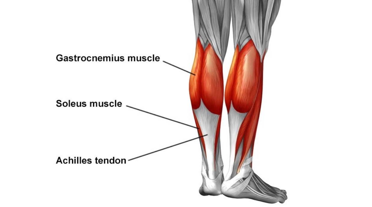 Cấu Trúc Cơ Bắp Chân