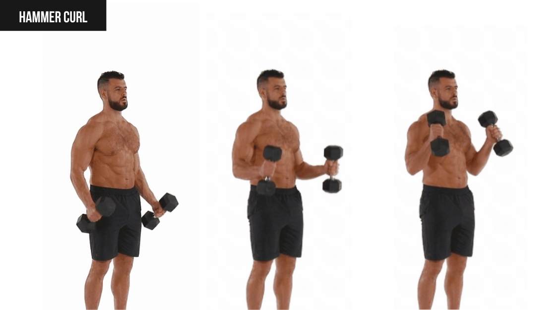 Hammer Curl