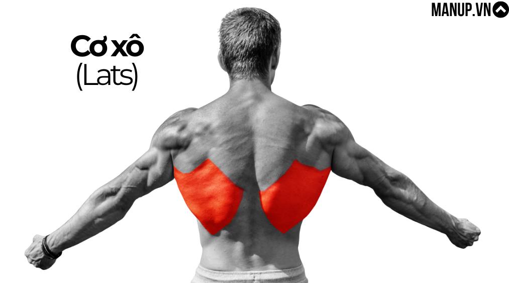 Latissimus Dorsi