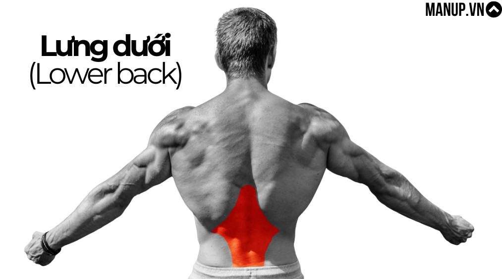 Erector Spinae – ổn định và hỗ trợ cột sống
