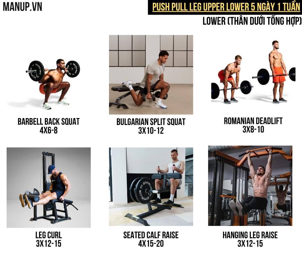 Lower (thân dưới tổng hợp)