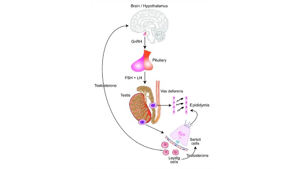 Trục HPT (Hypothalamus – Pituitary – Testes)