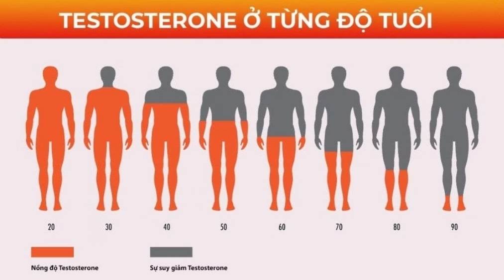 Định lượng testosterone theo độ tuổi