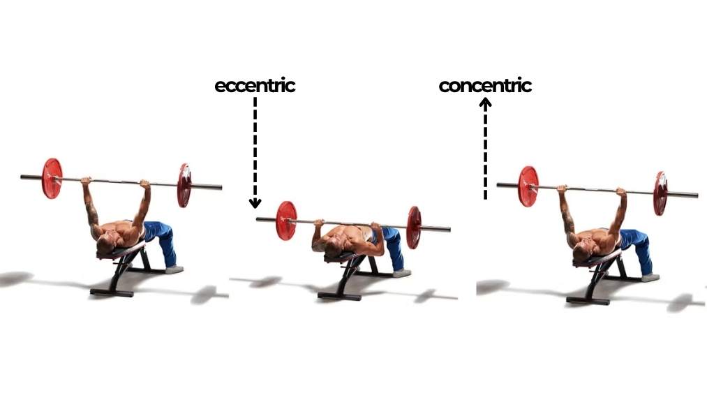 Eccentric trong gym