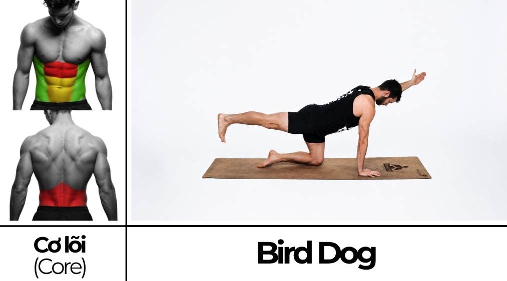 Bird Dog