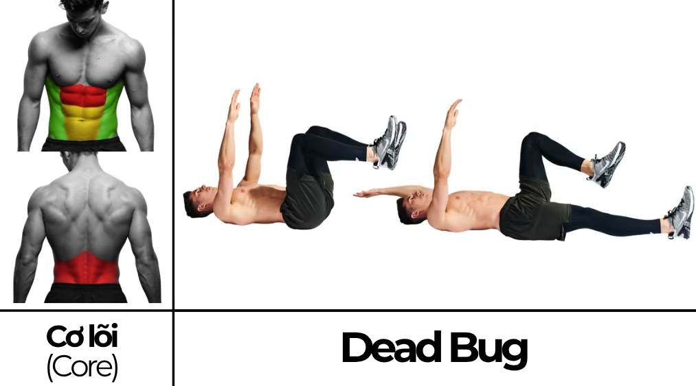 Dead Bug