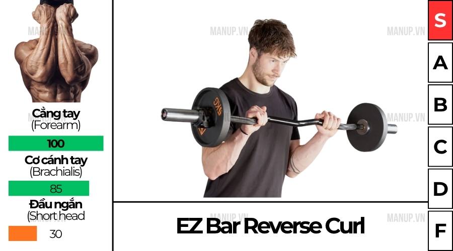 Cách tập EZ Bar Reverse Curl đúng kỹ thuật