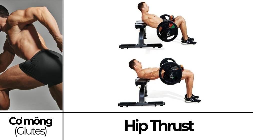 Hip Thrust