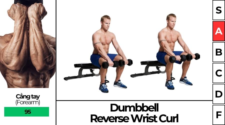 Seated Dumbbell Reverse Wrist Curl